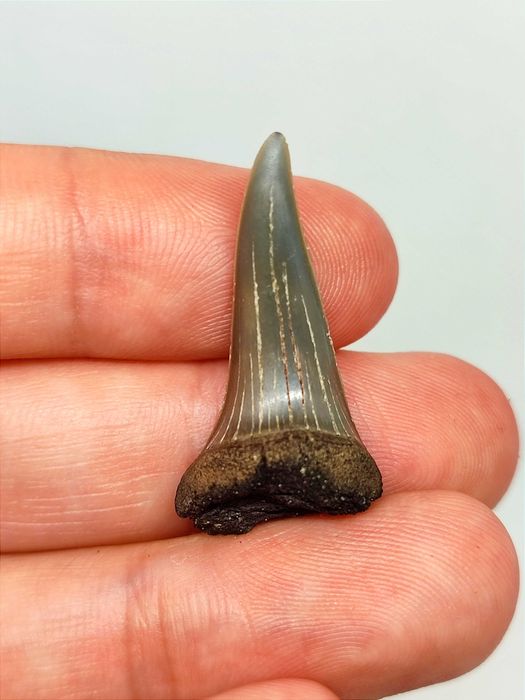 Belo lote de +25 dentes de tubarão