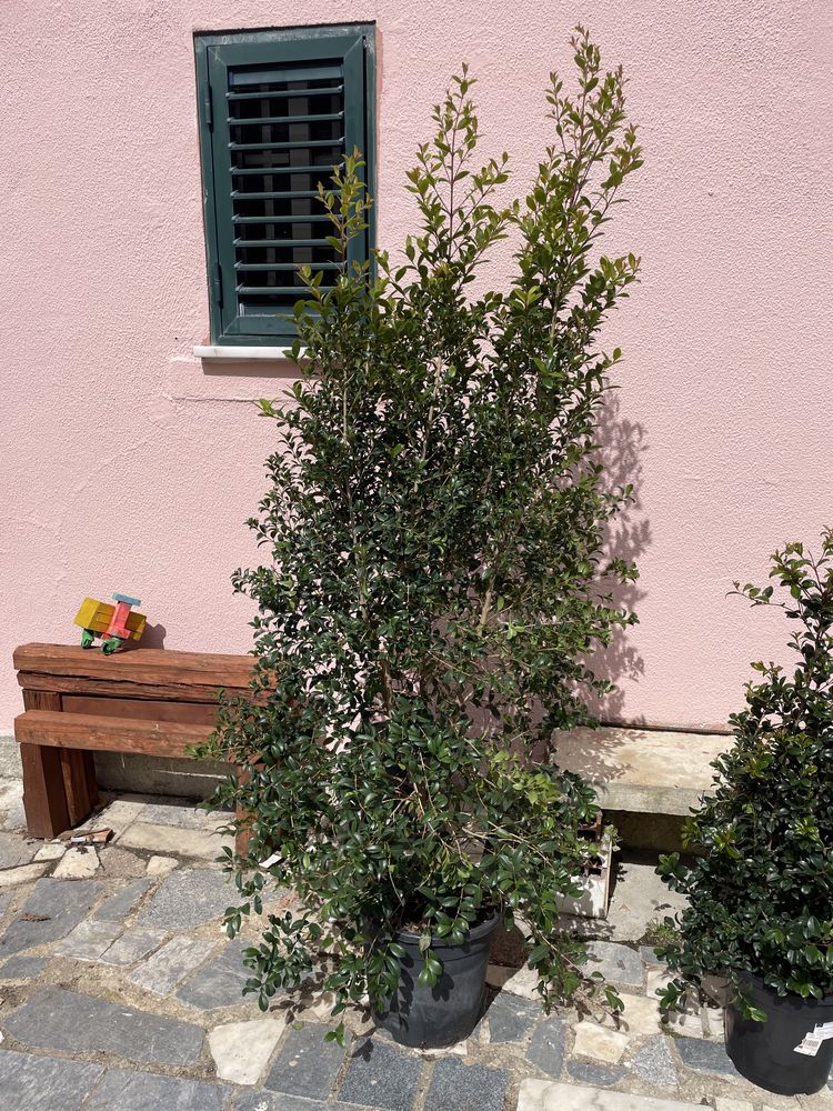 Eugenias myrtifolia 1.80