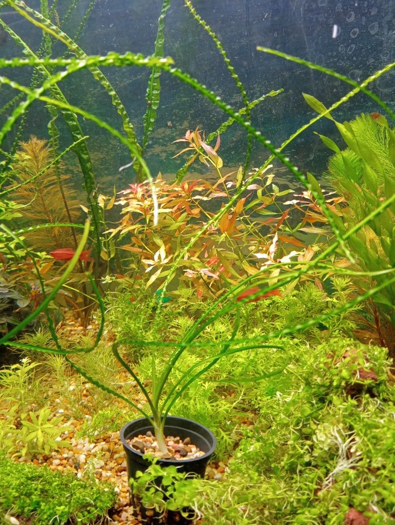 Растения в аквариум - кринум, криптокорина парва, Монте Карло, и др.