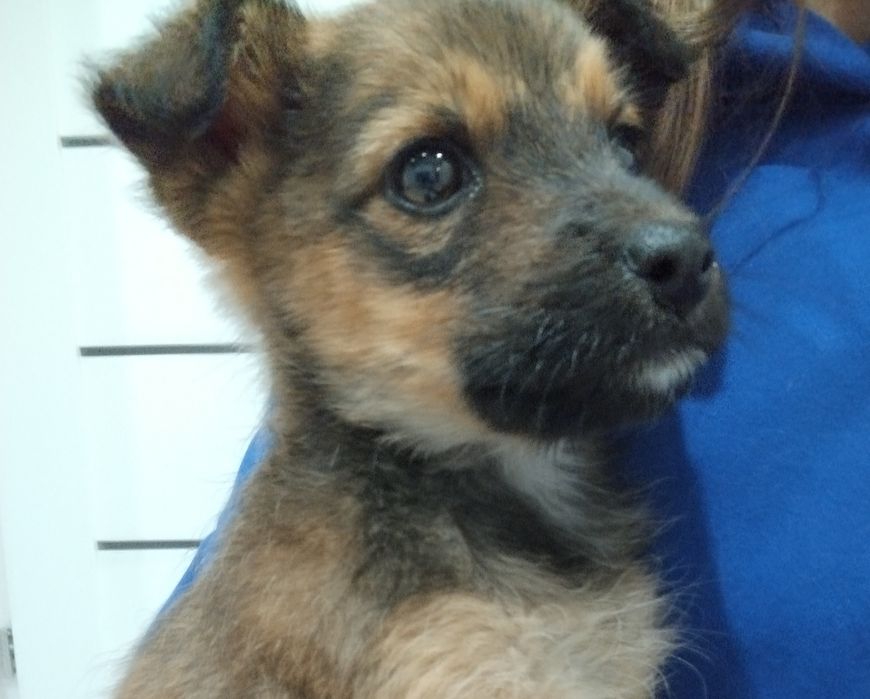 Urocza sunia szuka domu