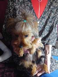 Yorkshire   terrier