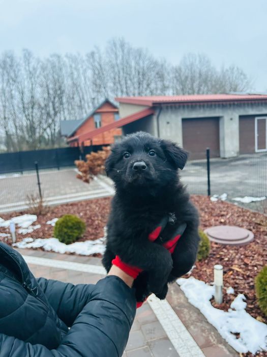 Szczeniak Owczarek Niemiecki Długowłosy