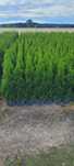 Tuja Smaragd 100 cm tuje 120 brabant 140 szmaragd thuja nowy sącz