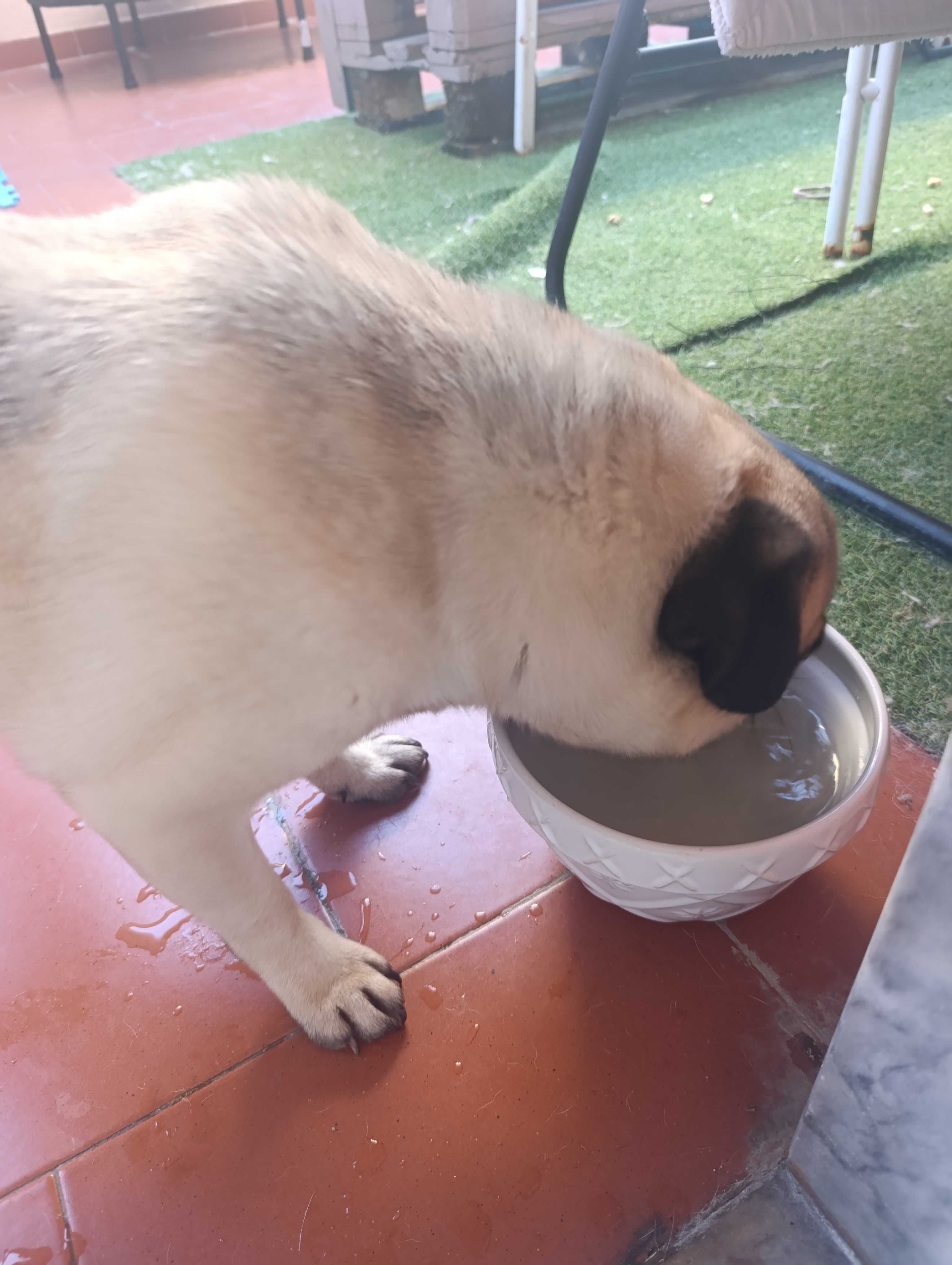 Cão de Raça Pug Puro 2 anos com vacinas,desparasitado,chip, LOP