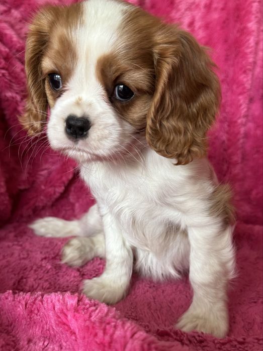 Sunia blenheim - Cavalier  King Charles Spaniel