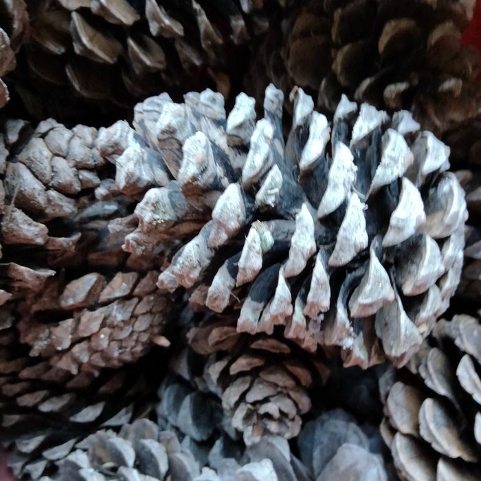 Lenha de eucalipto ao saco