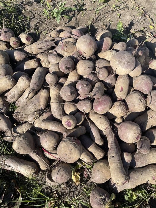 Морква ,буряк домашні