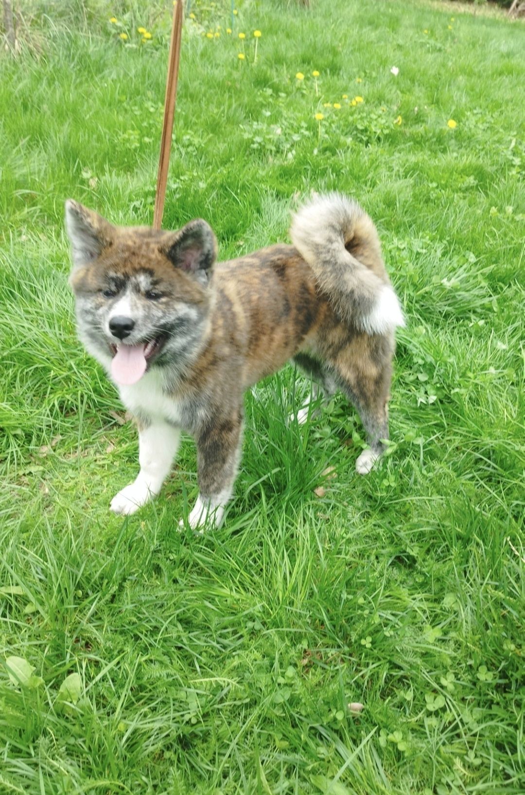 Akita Inu pręgowana Zkwp fci