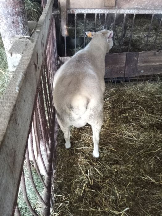 Tryk na sprzedaż białogłowy