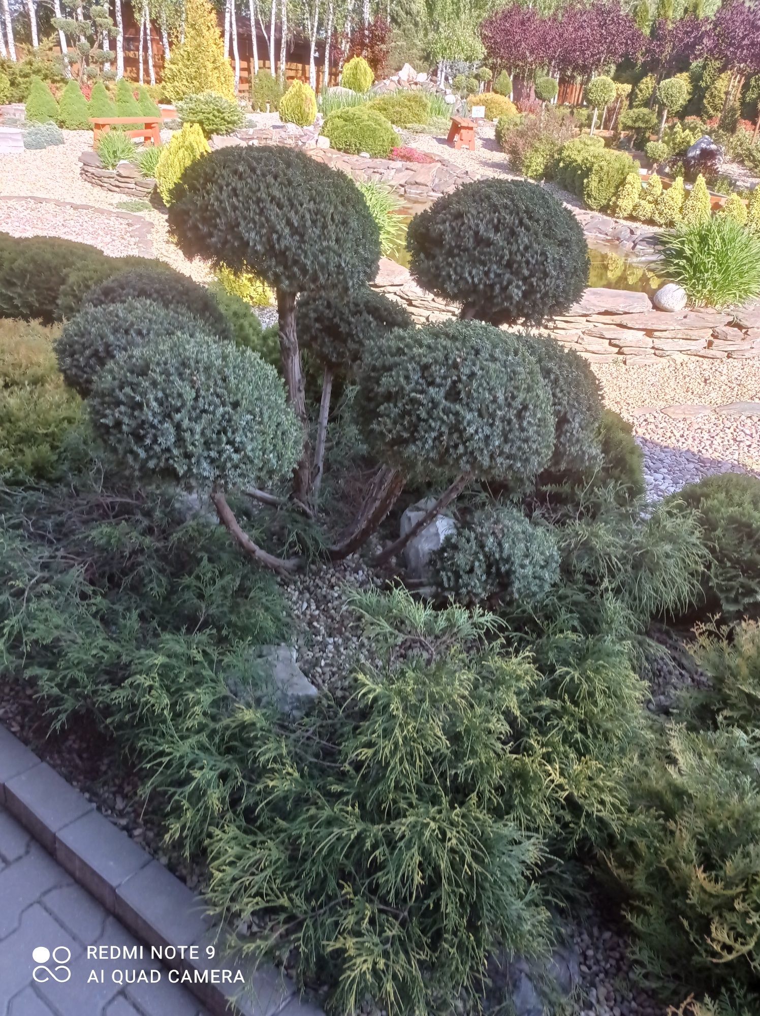 Drzewka formowane bonsai