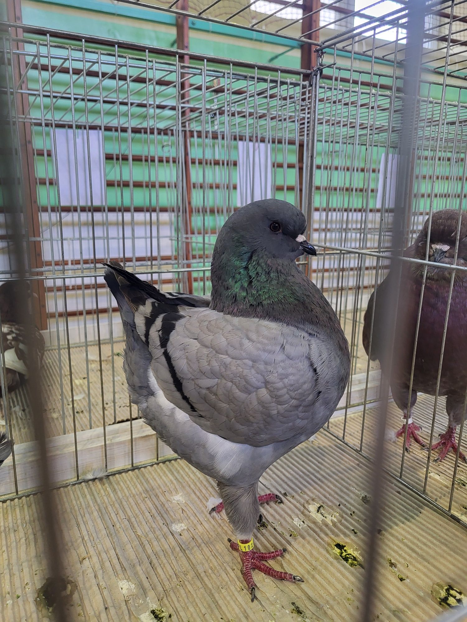 King kingi sprzedam