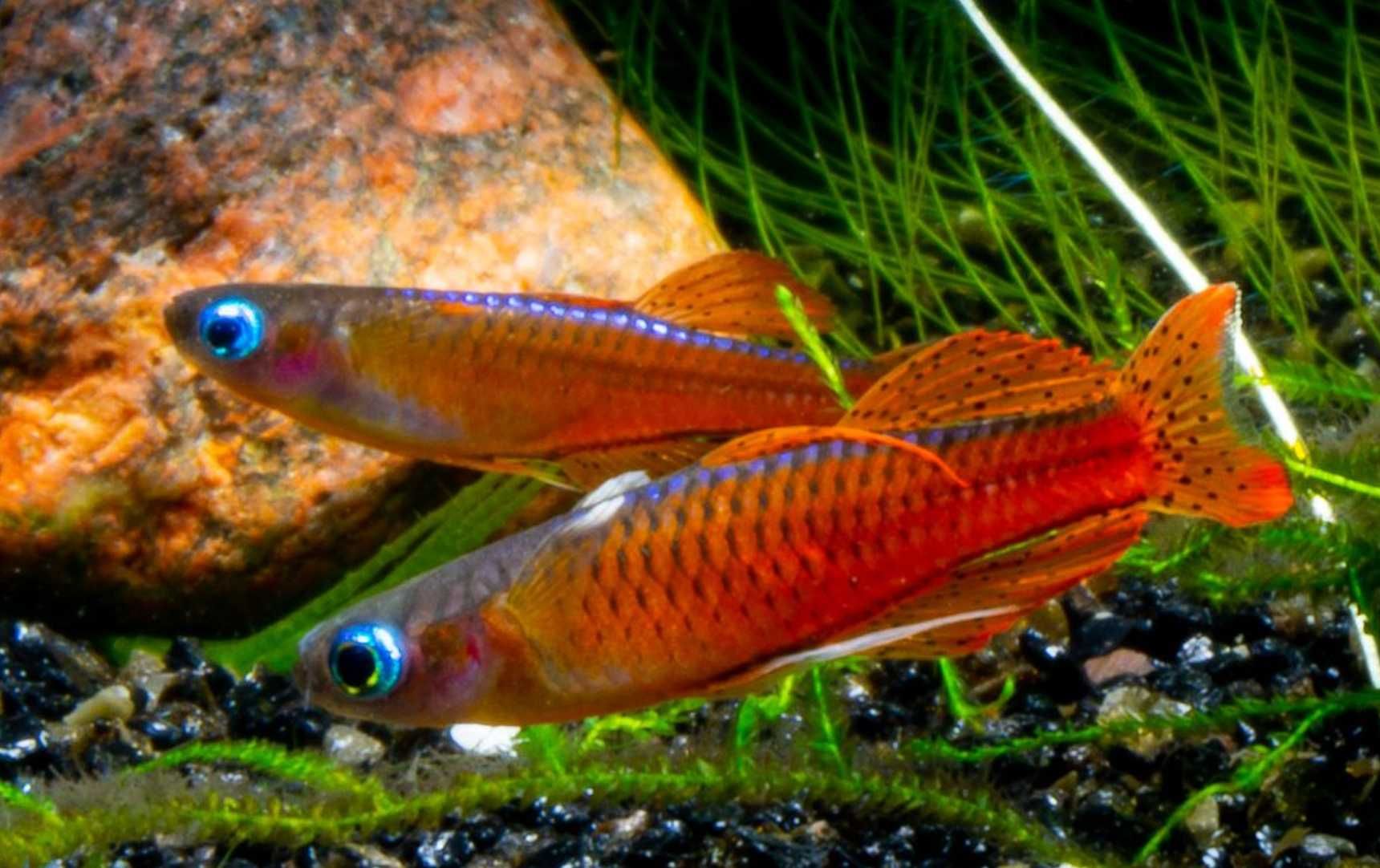 Modrook paskai - Pseudomugil luminatus - dowóz, wysyłka