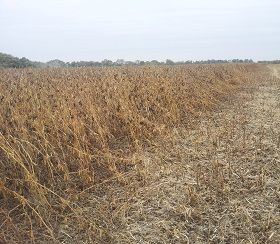 Продам  сою, соя