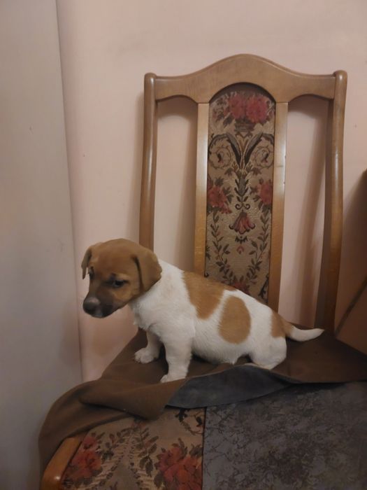 Jack Russell Terrier suczka