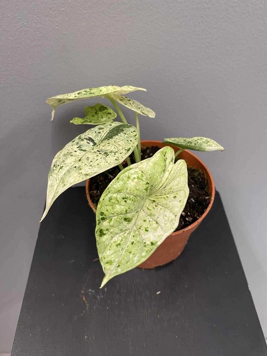 Alocasia Dragon Scale mint Alokazja