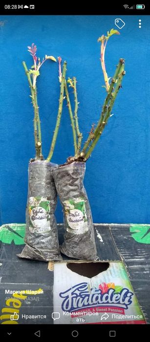 Саженцы роз Бьянка, Бейби и др.