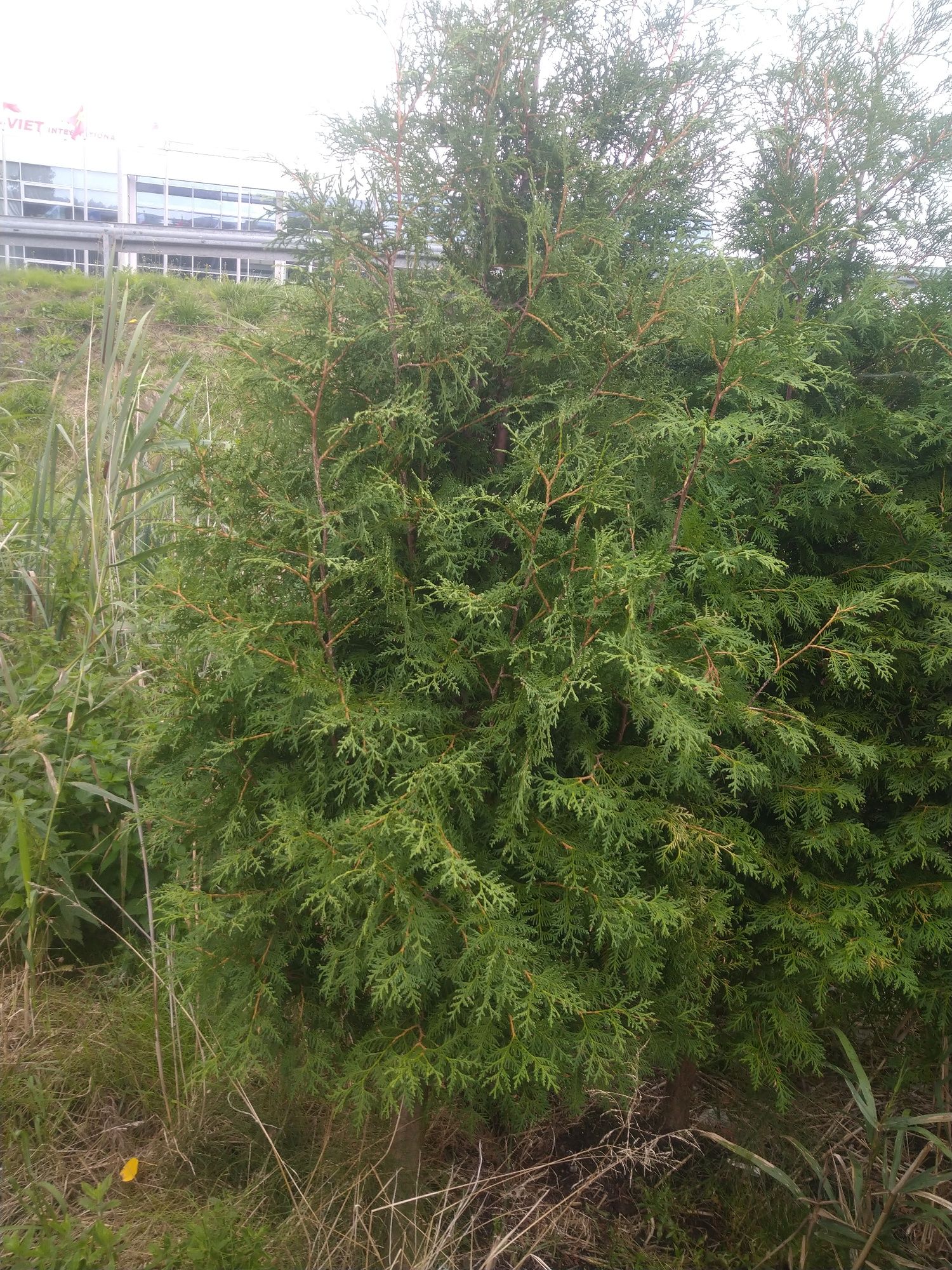 Thuja  Brabant 3m. Tuja Producent Tanio Okazjia Promocja