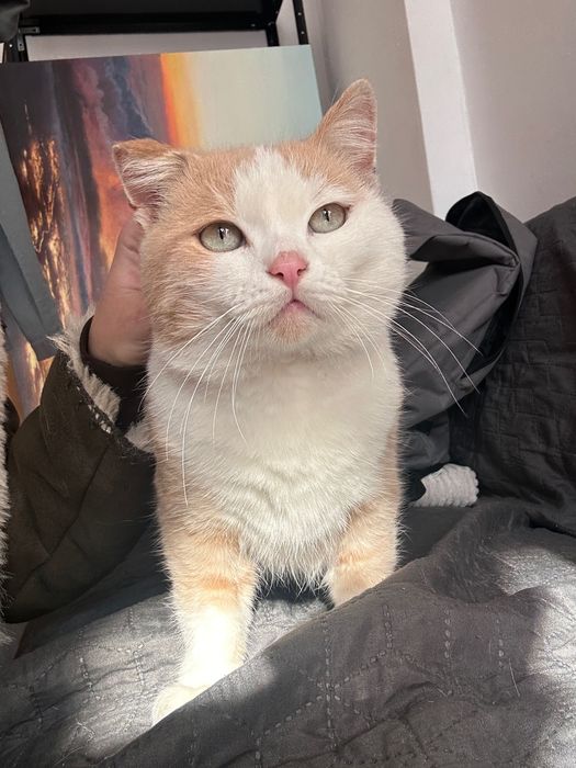 Кастрований рудий котик шукає дім. Кіт-липучка в добрі руки.