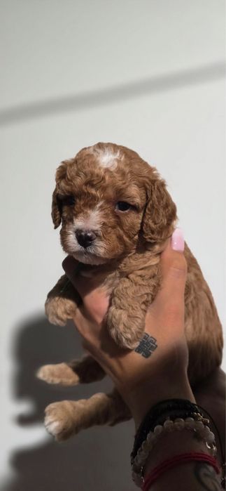Cavapoo bardzo ciemny chlopiec szkolenie badania wyprawka rodowód
