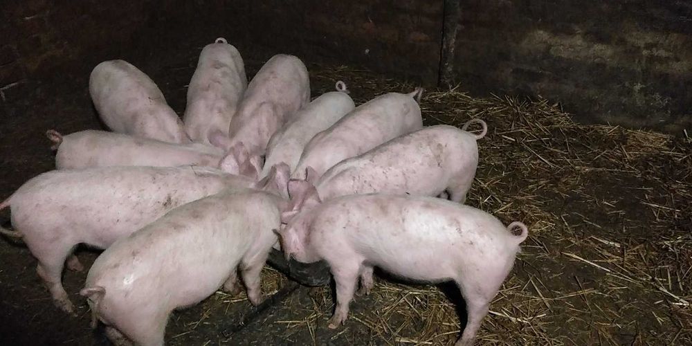 Продам поросят вік 8 неділь