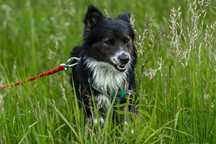 Kazik – mały wrażliwiec szuka spokojnego domu. Adopcja