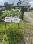 Sadzonki drzew Paulownia i Catalpa