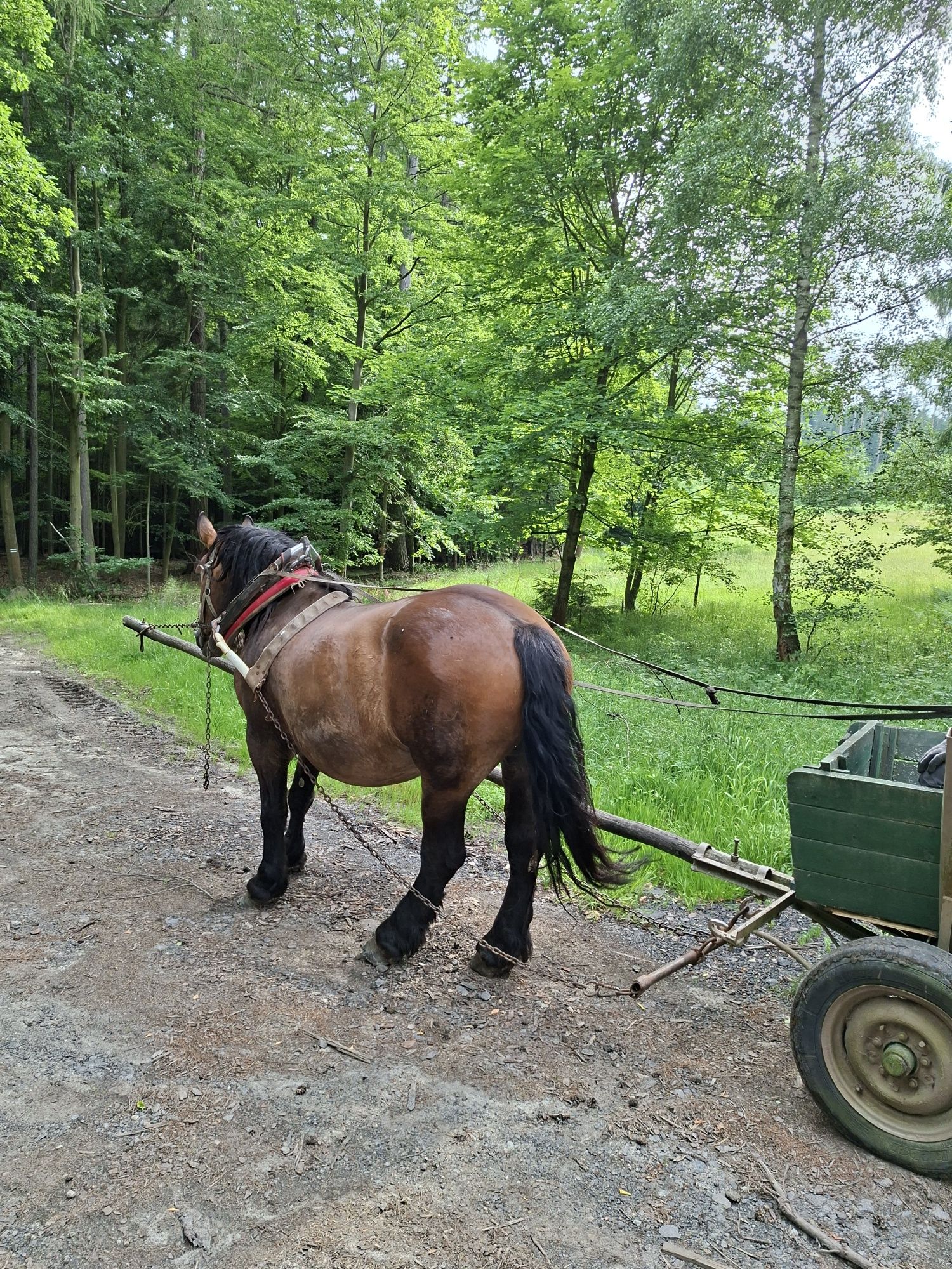 Sprzedam klacz zimnokrwistom