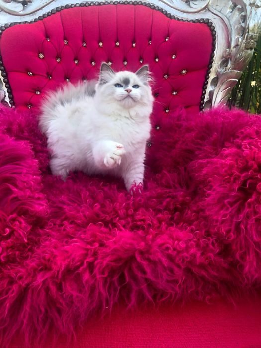 Ragdoll Kocurek blue bicolor FIFE FPL