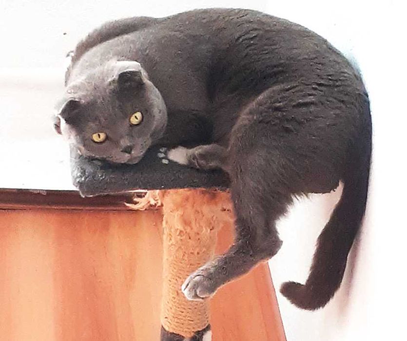 Комфортна перетримка котів у приватному секторі Голосієва