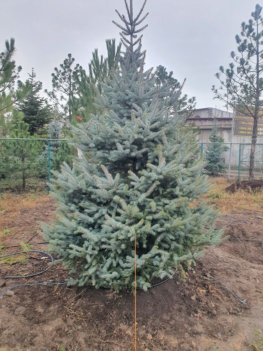 Ель голубая хупси глаука кейбаб и другие