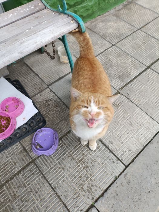 Район немышли, кот рыжий с белым