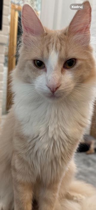 Angora Turecka, kot rasowy