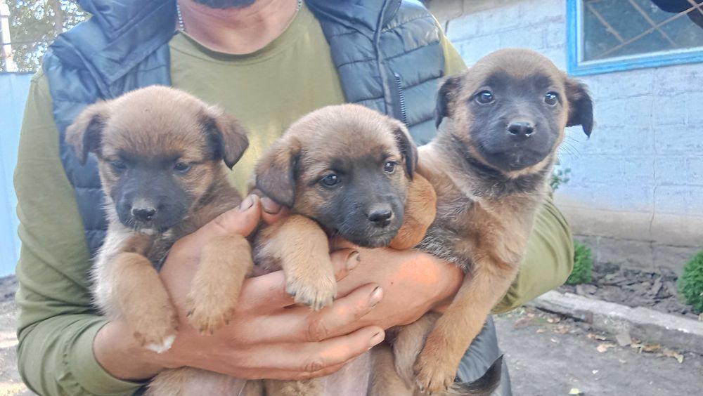 Віддам цуценят в добрі руки
