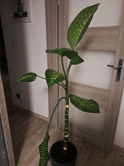 Difenbachia! 140 cm