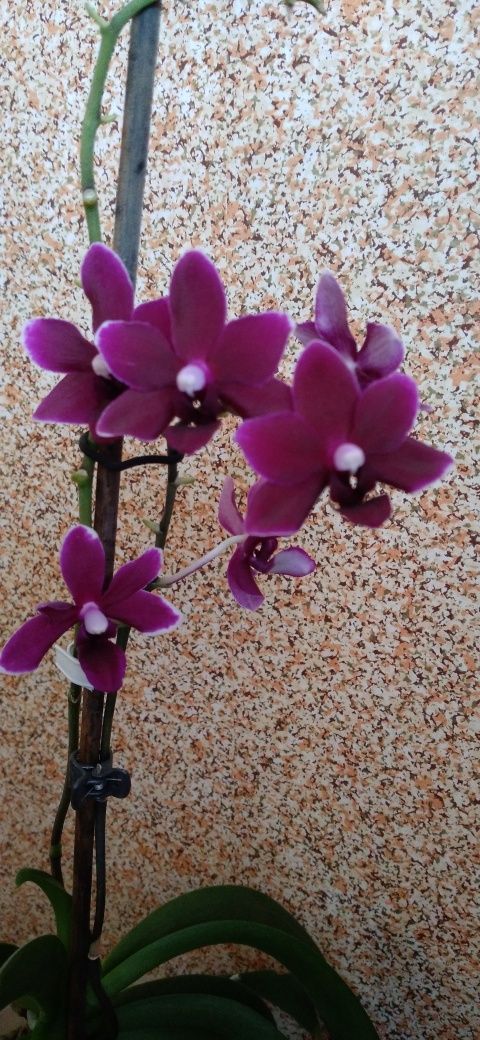 Орхидея фаленопсис квітуча Блэк Перл (Black Pearl)