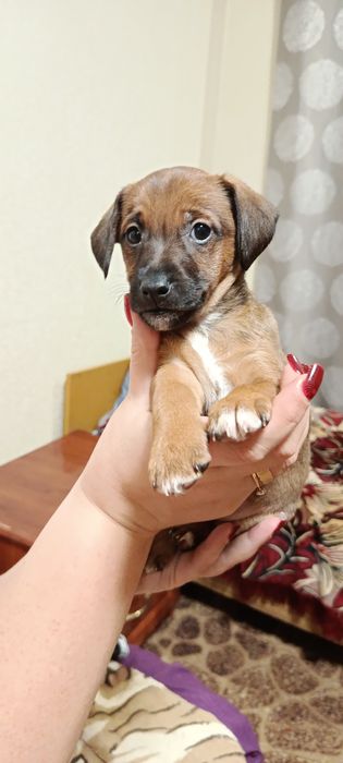 Метиси цвергпінчера(міні добермана )