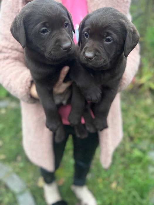 Цуценя Лабрадора