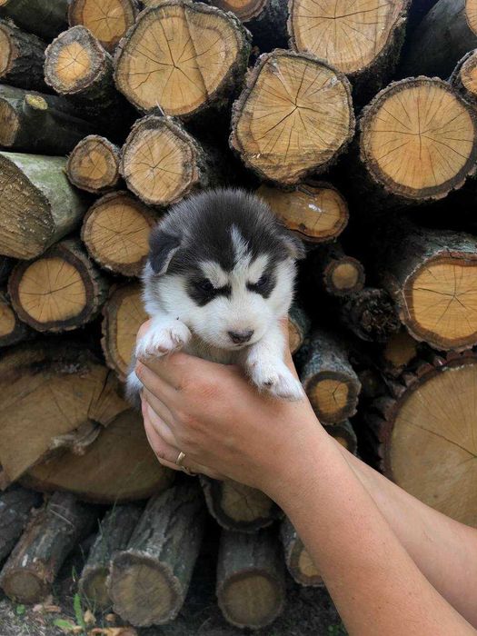 Продам цуценят чистокровні породи Хаски за договірною ціною