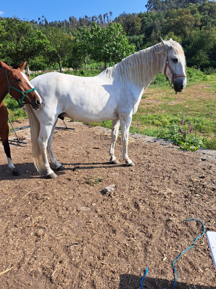 Cavalo para venda