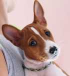 BASENJI piękne szczeniaki Aryazumi rodowód ZKwP Warszawa