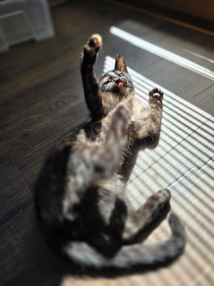Kotki do adopcji
