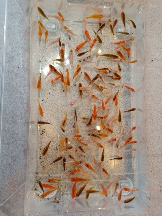 Carpas koi para lagos e aquários