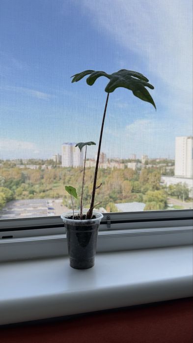 Алоказія Жаклін, Алоказія Зебріна