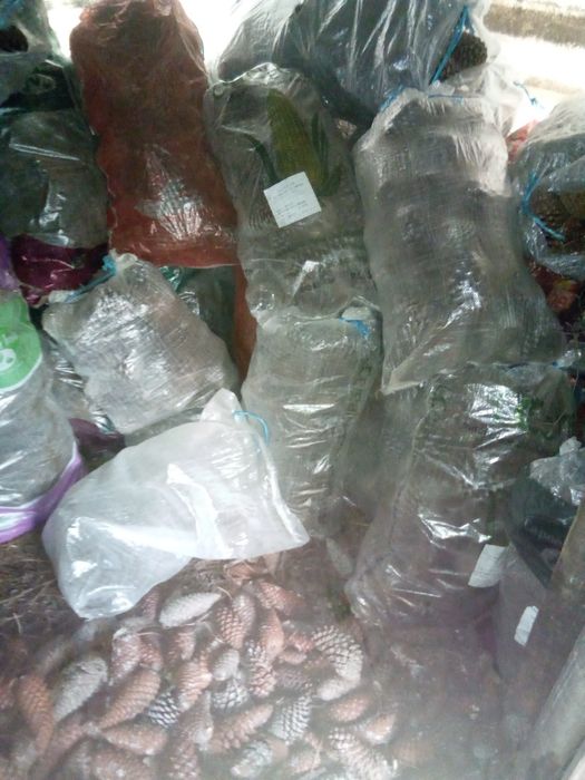 Pinhas Bravas / Pinhocas / Acendalha