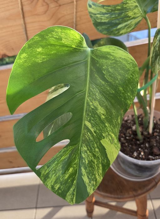 Monstera Aurea Marmorata