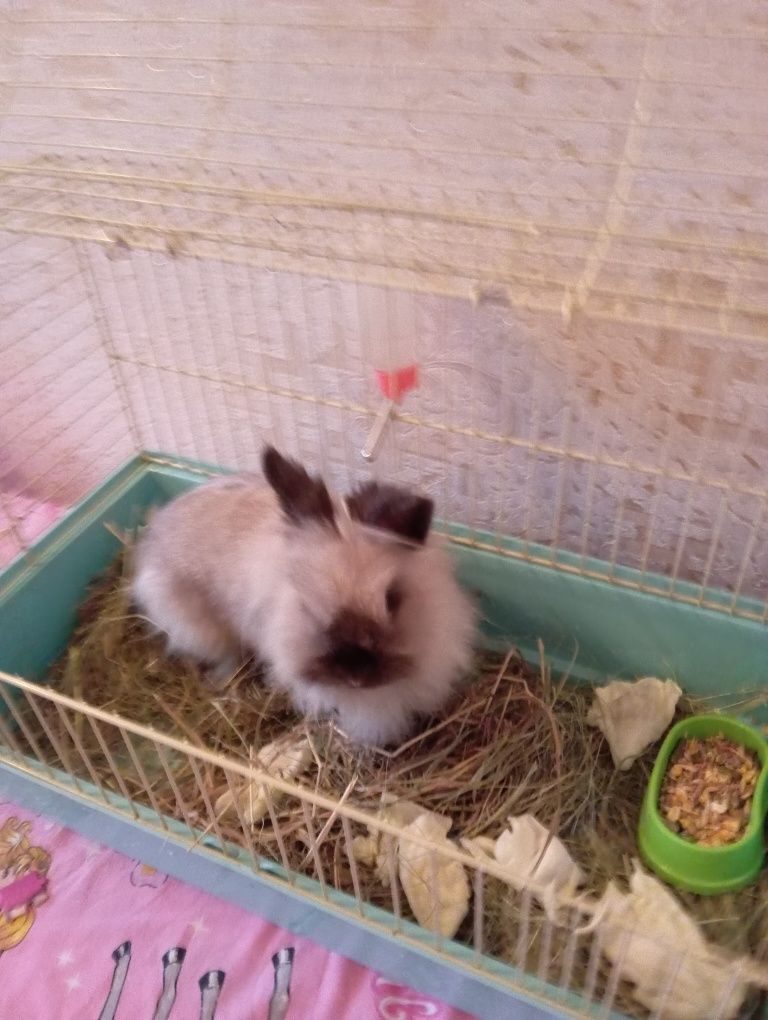 Кролик с клеткой