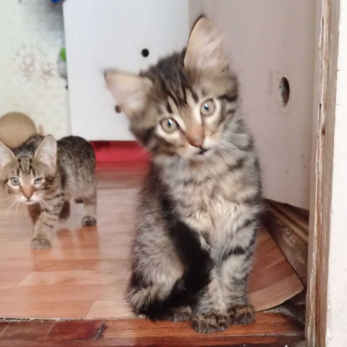 Котята-тигровые мальчики