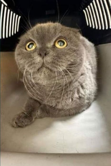 Отдам даром в добрые руки кошечку породы шотландская вислоухая