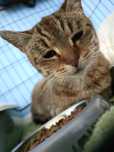Miziasta Marysia poleca się do adopcji