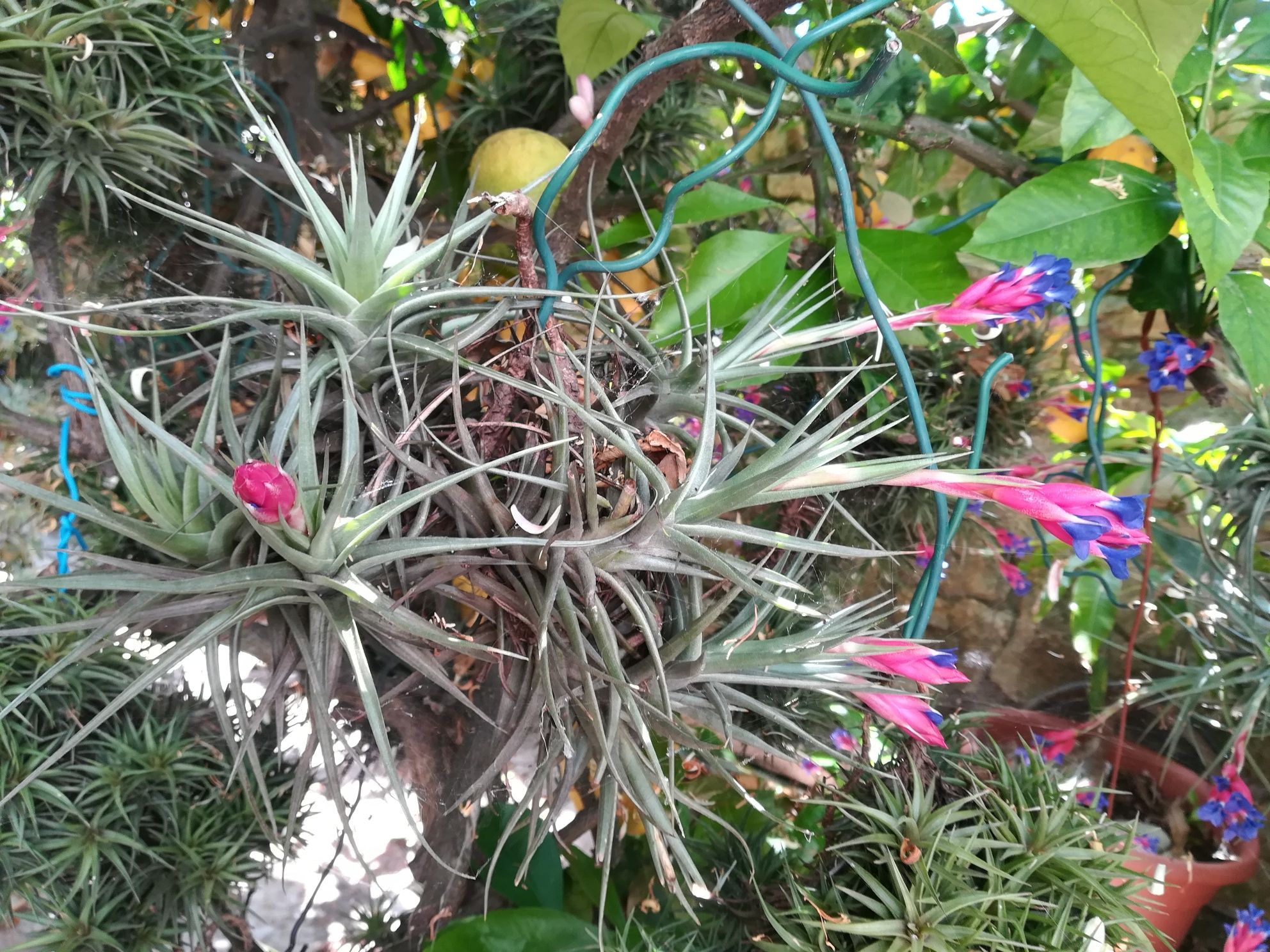 Plantas Aéreas da Madeira com flor.